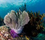 1524523571_santa-marta