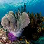 La importancia de los arrecifes de coral para la vida marina del Caribe