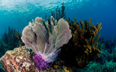 1524523571_santa-marta