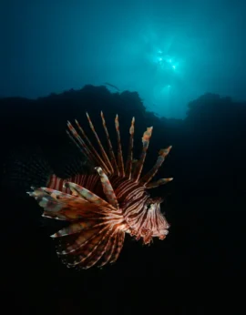 gettyimages-1129502416