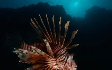 gettyimages-1129502416