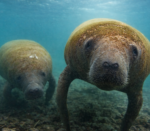 Manatíes nadando en la fundación cim caribe