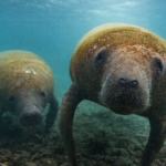 Rescate y rehabilitación de manatíes: una segunda oportunidad para esta especie