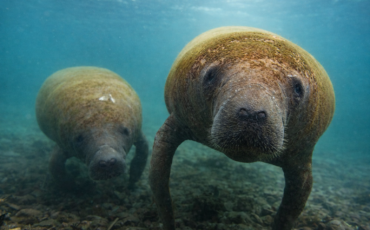 Manatíes nadando en la fundación cim caribe