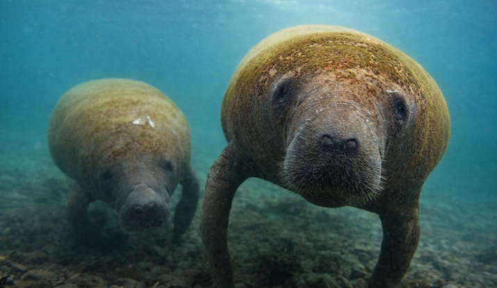 Manatíes nadando en la fundación cim caribe