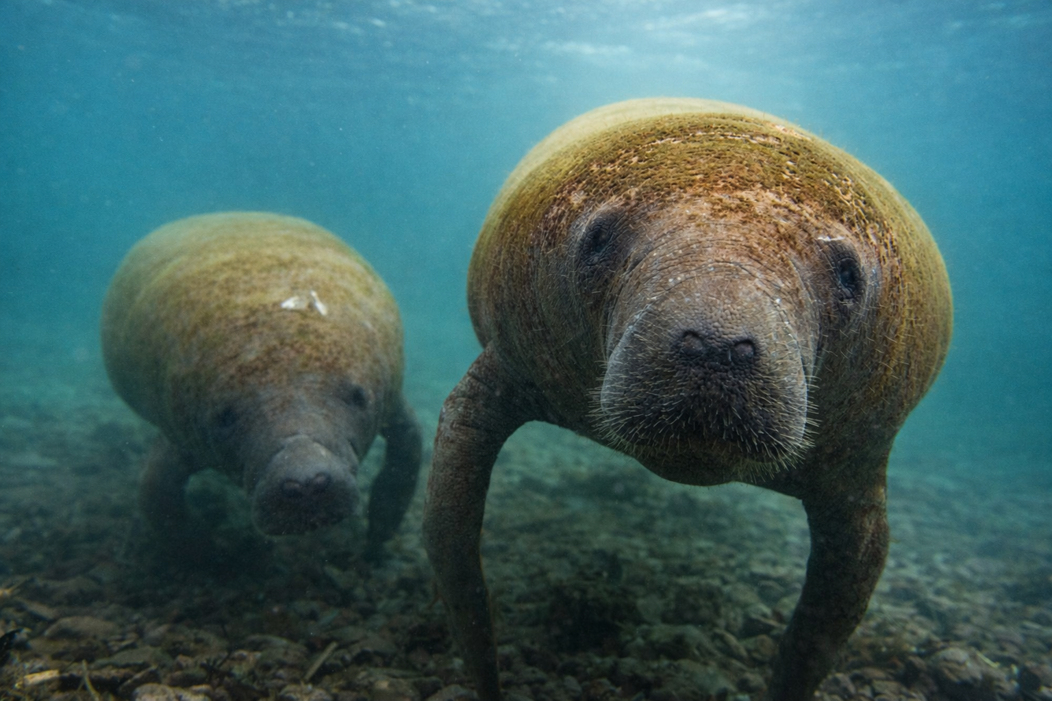 Manatíes nadando en la fundación cim caribe